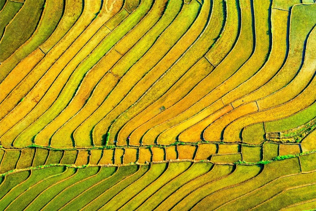 在印度做的这场尝试，适合中国吗？丨拉斯维加斯9888思想力夏季论坛