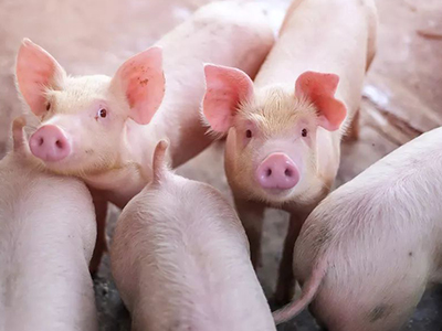 中国·9888拉斯维加斯(股份)有限公司-官方网站