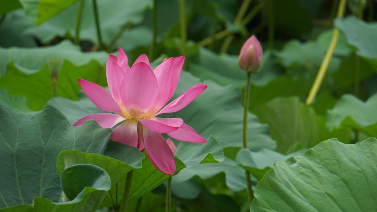 2D3666B628641C0BACC41AA1666_7C0EB83A_28371